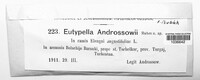 Eutypella androssowii image